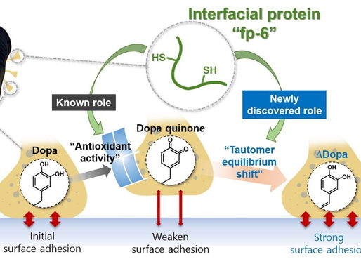 Super-Strong Underwater Adhesive Sticks Firmly, Yet Peels Off Easily