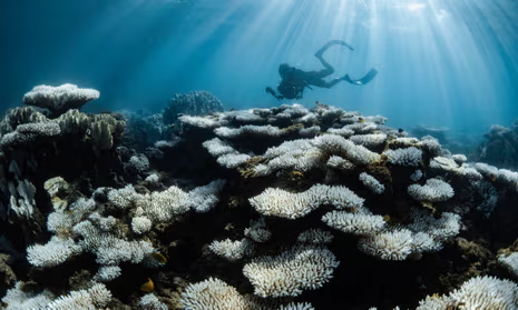 Ongoing Global Coral Bleaching Crisis