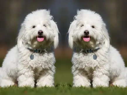 Cloning Pets: What's the Matter?