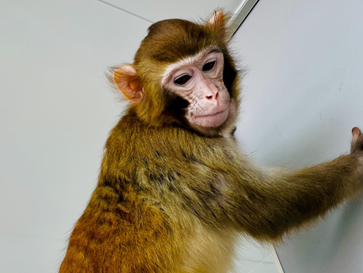 1st Cloned Rhesus Monkey Survive More than a Day