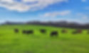 EARTHCLAIMS VERIFIED NATURAL BEEF & VEGETRAIAN FED (EC-VNB) & (VEG-FED)