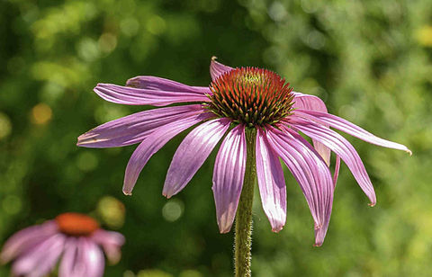Echinacea Simulata  Pale Purple Coneflower | Awesome Blossom Plants