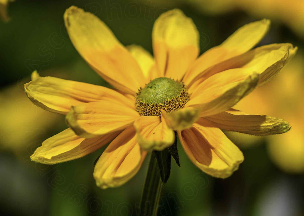 Thumbnail: Rudbeckia Hirta – Green Eyes