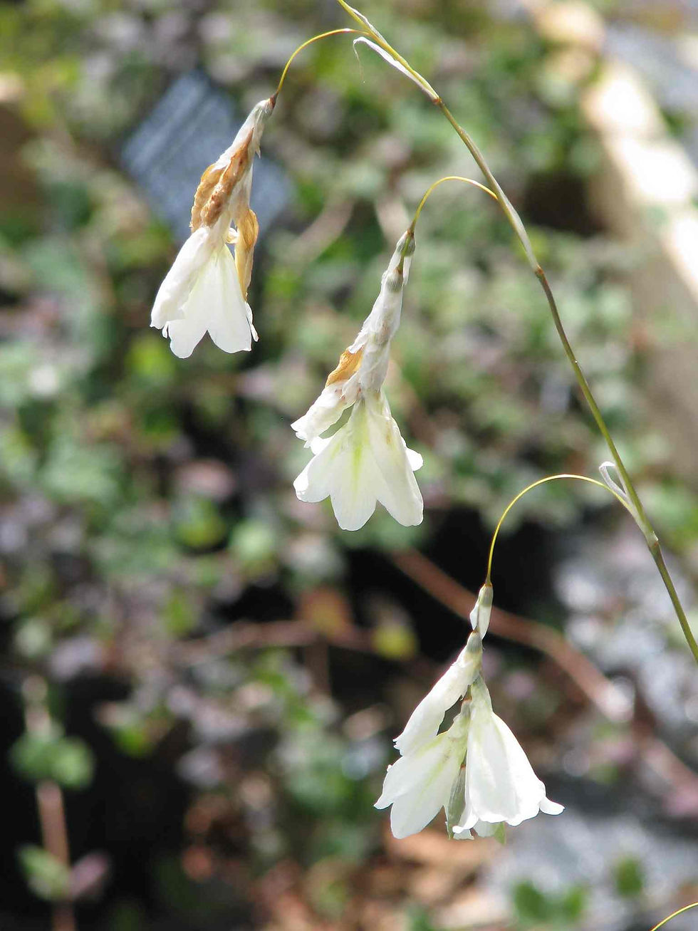 Thumbnail: Dierama Argyreum seed white flowers