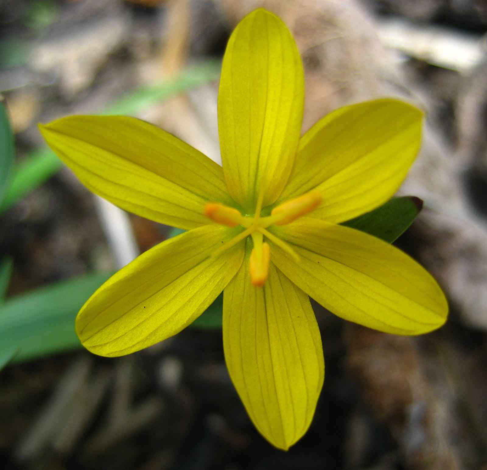 Sisyrinchium Brachypus - Yellow Eyed Grass