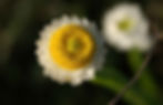Ammobium Alatum Grandiflorum - Winged Everlasting seed white flowers with yellow centers