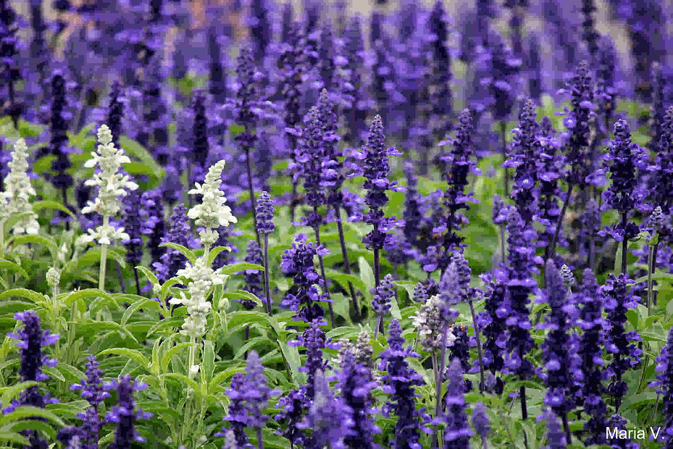 Thumbnail: Salvia Farinacea - Blue Sage