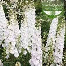 Delphinium Pacific - Hybr. Magic Fountains Series - Pure White seed white flowers