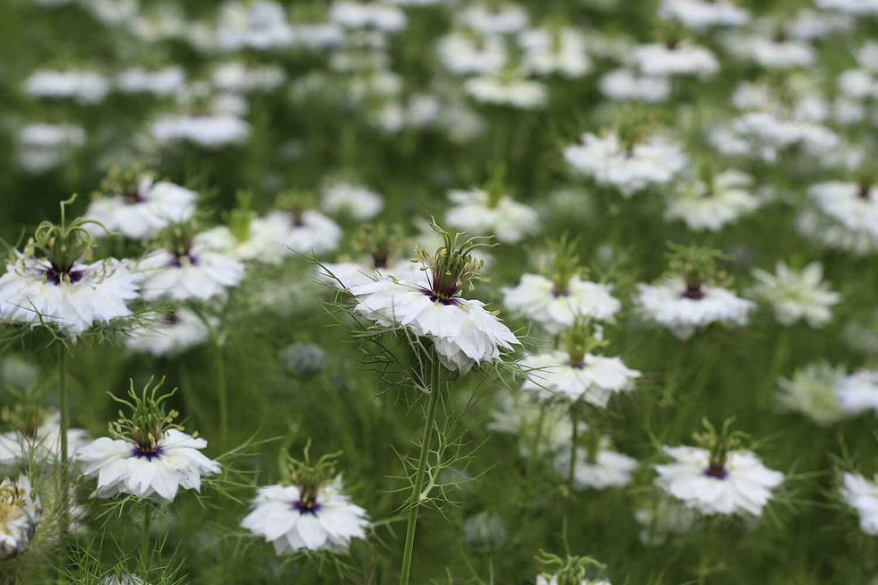 Nigella Damascena - Albion Black Pod