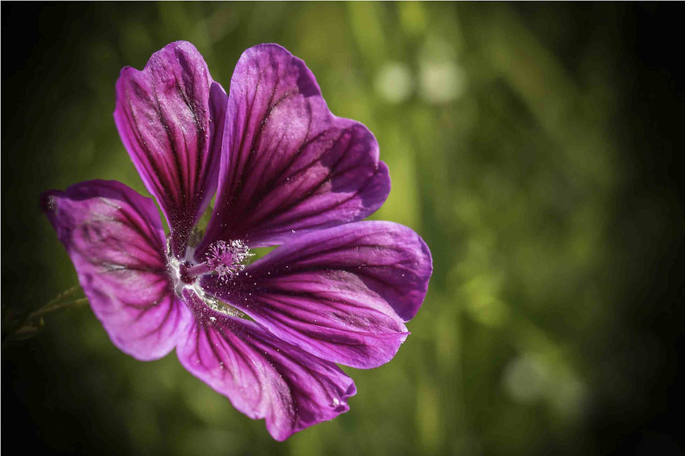 Thumbnail: Malva Sylvestris - ssp. Mauritania - Blue Mallow