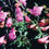 Thumbnail: Penstemon Richardsonii seed pink flowers