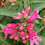 Thumbnail: Penstemon Barbatus - f. Nanus – Pinacolada Dark Rose Shades seed pink red flowers