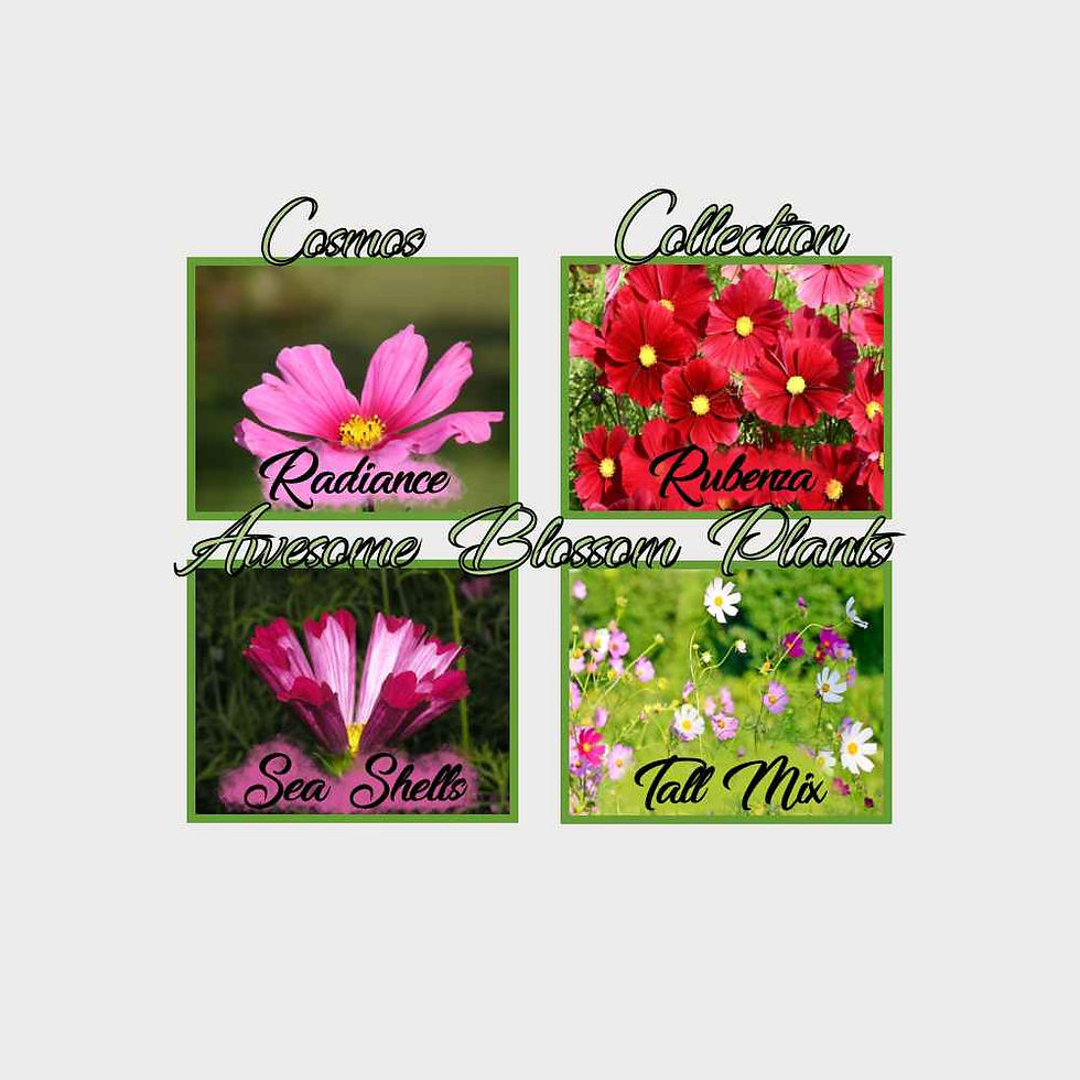 Thumbnail: Pick a 4 Pack of Cosmos seed different cosmos flowers cosmos flower seeds
