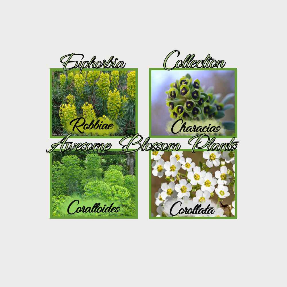 Pick a 4 Pack of Euphorbia seed