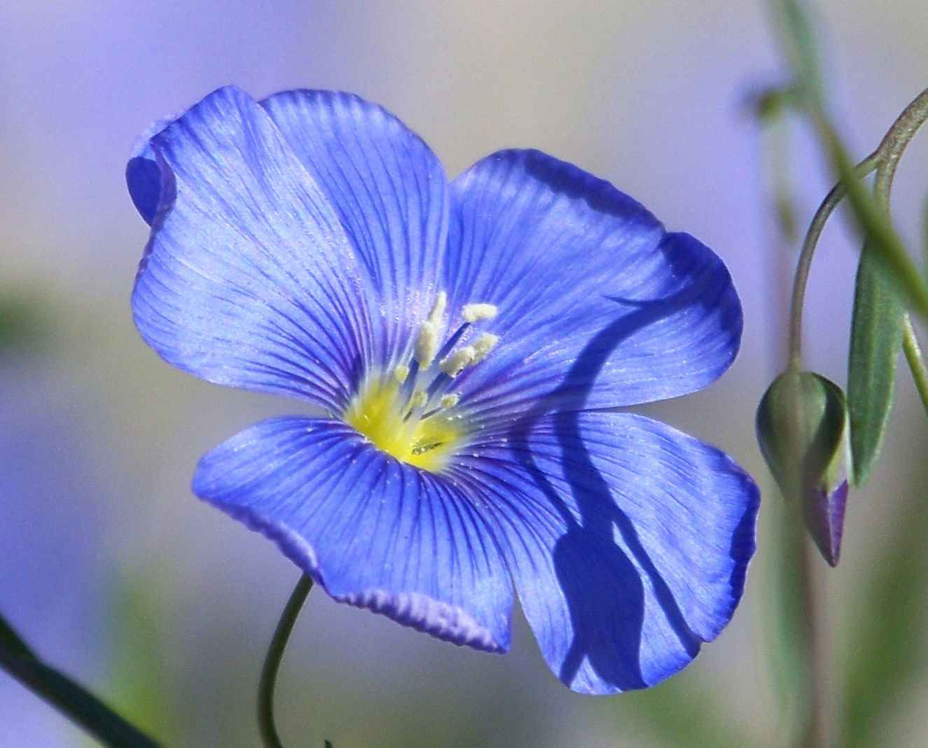 Linum Perrene - Blue Flax seed blue purple flowers