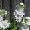Thumbnail: Malva moschata Alba - White Musk Mallow seed white flowers