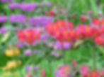 Primula x Bulleesiana - Candelabra Mixture flower seed