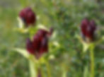 Gentiana Purpurea – Purple Gentian seed purple red burgundy flowers