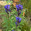 Thumbnail: Gentiana Triflora var. Japonica seed blue purple flowers