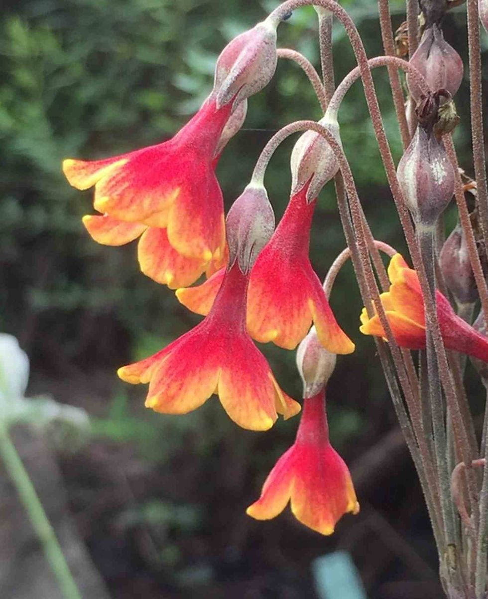 Thumbnail: Primula Florindae - Keilour color mix seed yellow red orange flowers