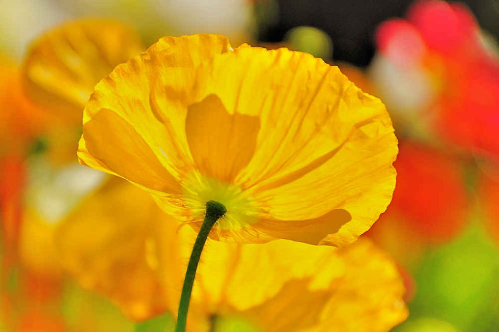 Thumbnail: Poppy Papaver Nudicaule Champagne Bubbles Yellow seed yellow poppy flowers