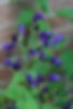 Strobilanthes Atropurpurea - Deep Blue Curved Bells