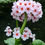 Thumbnail: Primula Japonica - Apple Blossom seed pink flowers with dark pink red centers