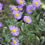 Thumbnail: Erigeron Speciosus - Fleabane Daisy seed purple flowers with yellow centers