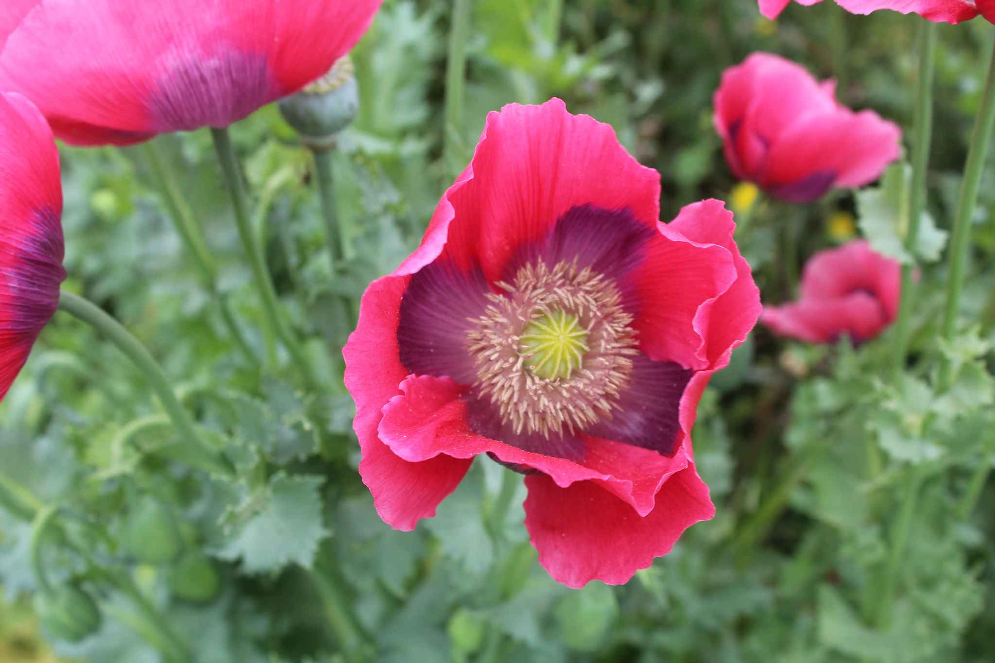 Poppy Papaver Somniferum Pepperbox seed red poppy flowers