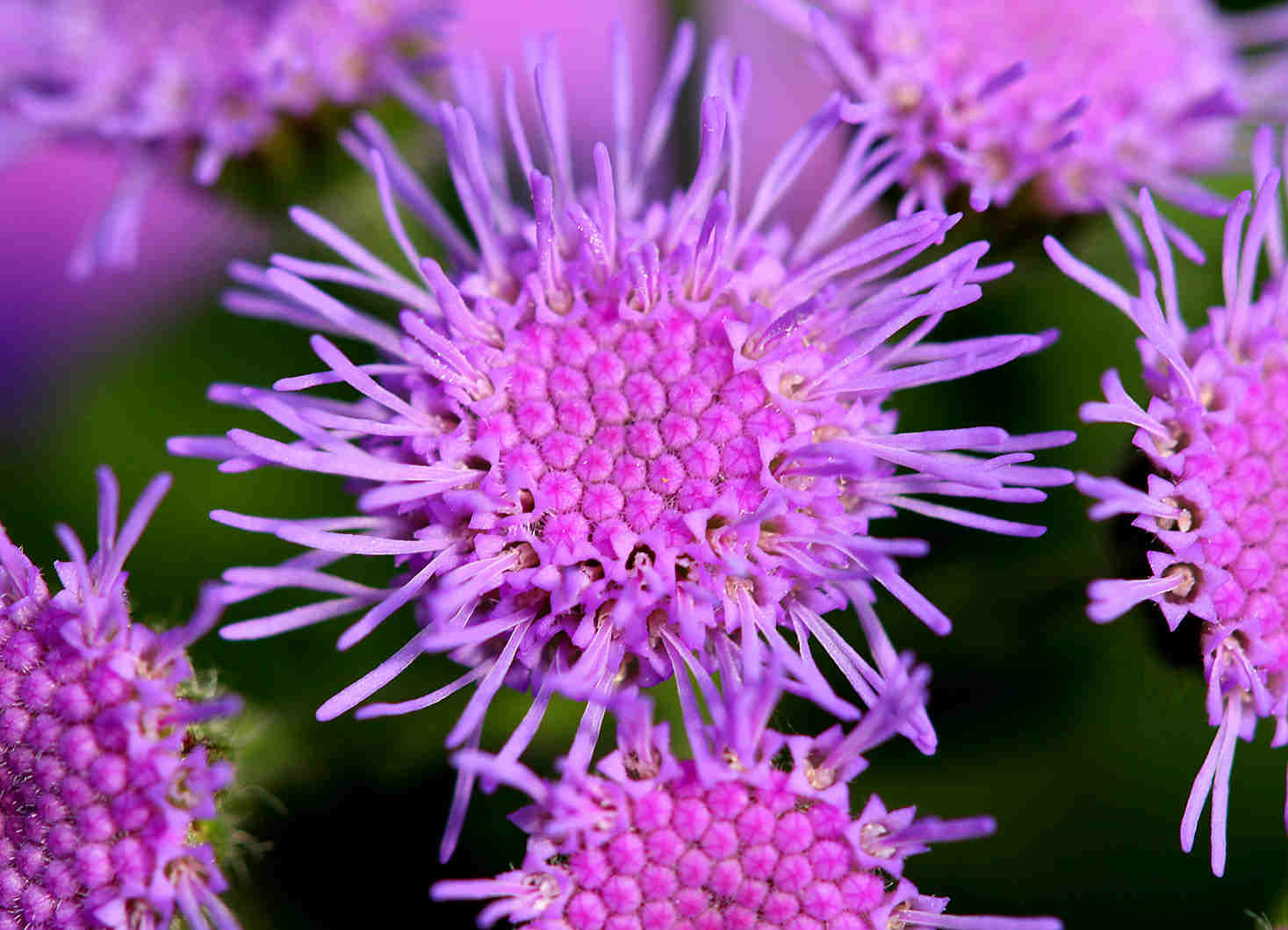 Ageratum Mexicanum - Ageratum Pink seed pink flowers