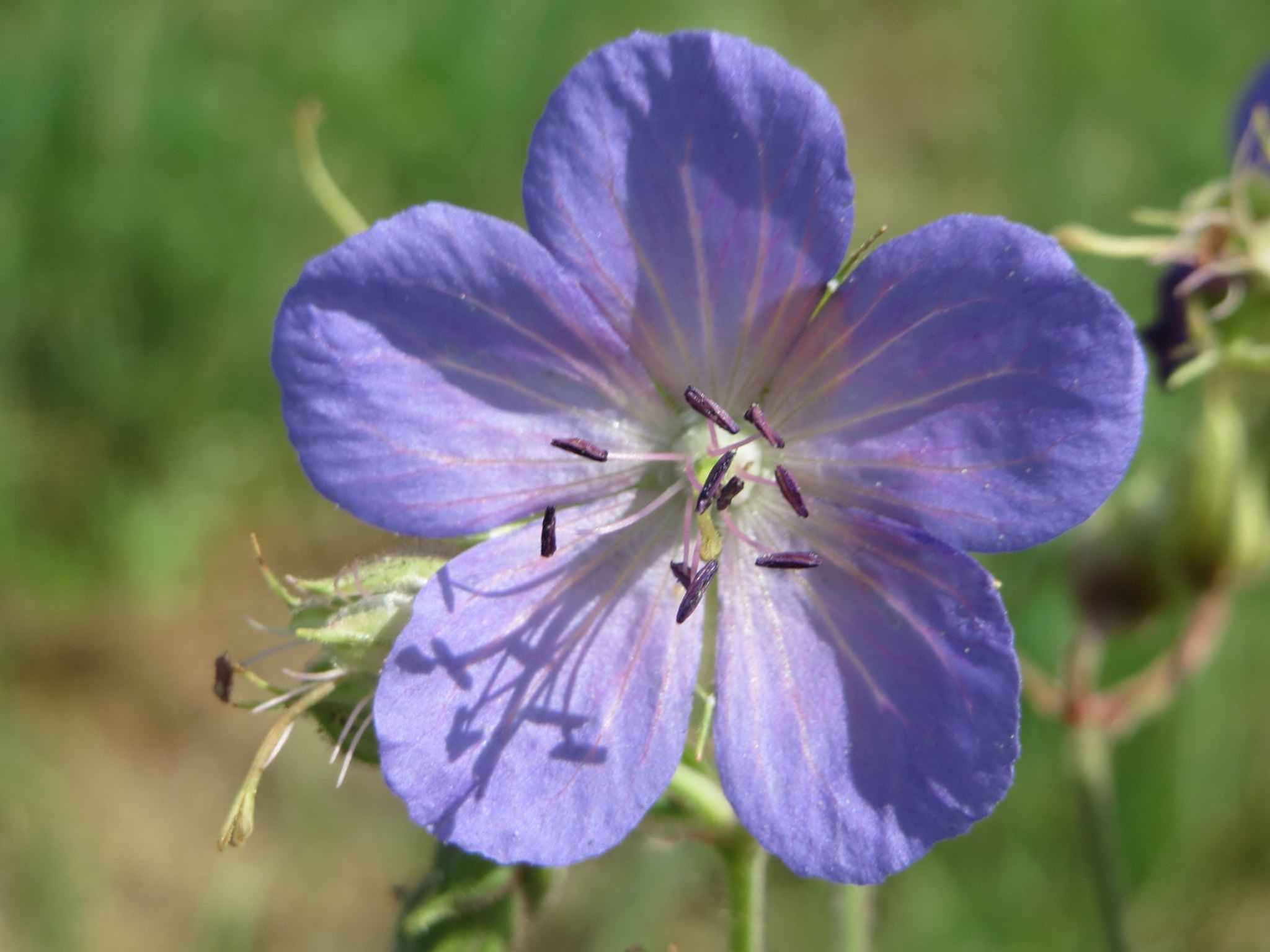 Geranium Pratense seed purple flowers