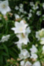 Campanula Persicifolia White - Peach Leaved Bellflower  seed white campanula flowers