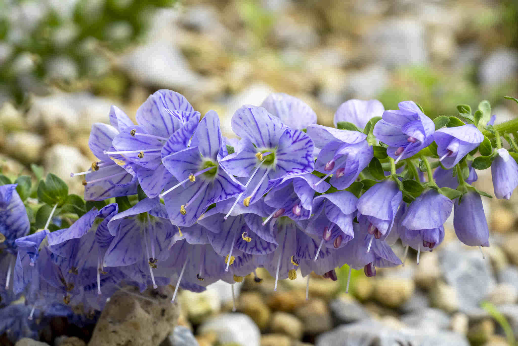 Veronica Schmidtiana