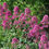 Thumbnail: Centranthus Ruber – Rosenrot seed pink flowers purple flowers