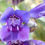 Thumbnail: Penstemon Speciosus seed purple blue flowers