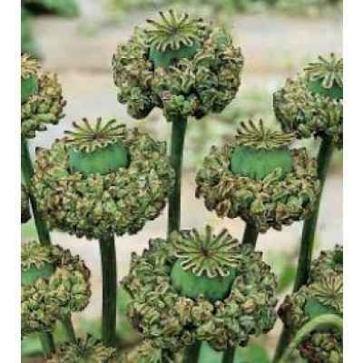 Poppy Papaver Somniferum Hens and Chicks seed green poppy flowers rare poppy flowers