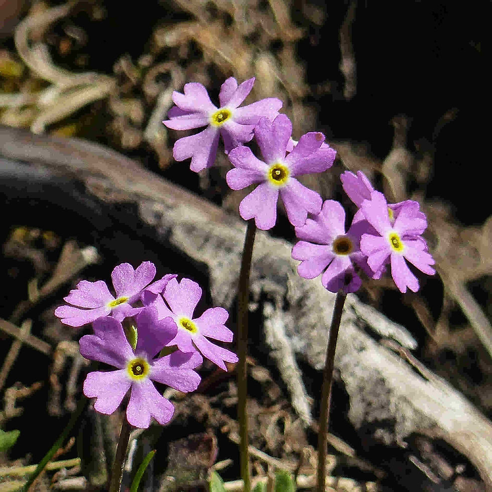 Thumbnail: Primula Mistassinica seed purple flowers with white and yellow centers