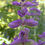 Thumbnail: Salvia Horminum Clary Color Mix