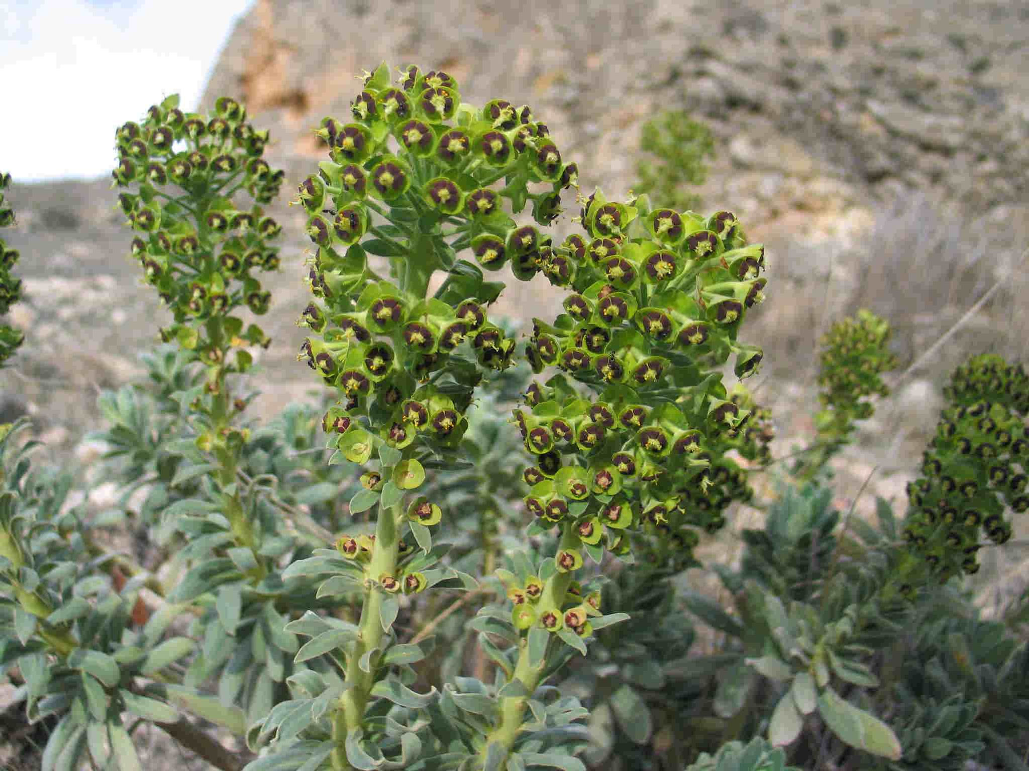 Euphorbia Characias - Mediterranean Spurge seed unique flowers green flowers with dark centers