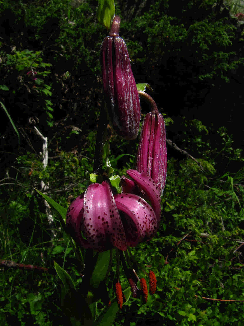 Thumbnail: Lilium Martagon Hybr. Painted Ladies seed purple flowers