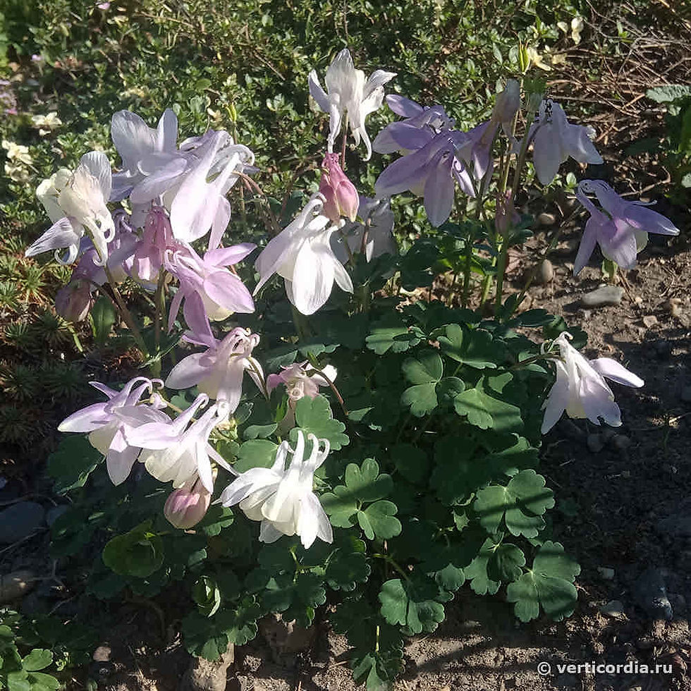 Thumbnail: Aquilegia Flabellata Variety Pumila F. Kurilensis Rosea seed pink aquilegia flowers white aquilegia flowers
