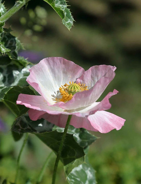 Poppy Papaver somniferum - Amphora seed | AwesomeBlossomPlants