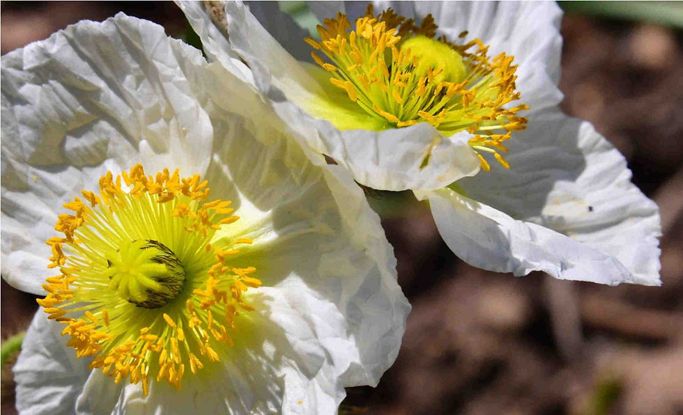 Thumbnail: Poppy Papaver Nudicaule Champagne Bubbles White seed white poppy flowers with yellow center