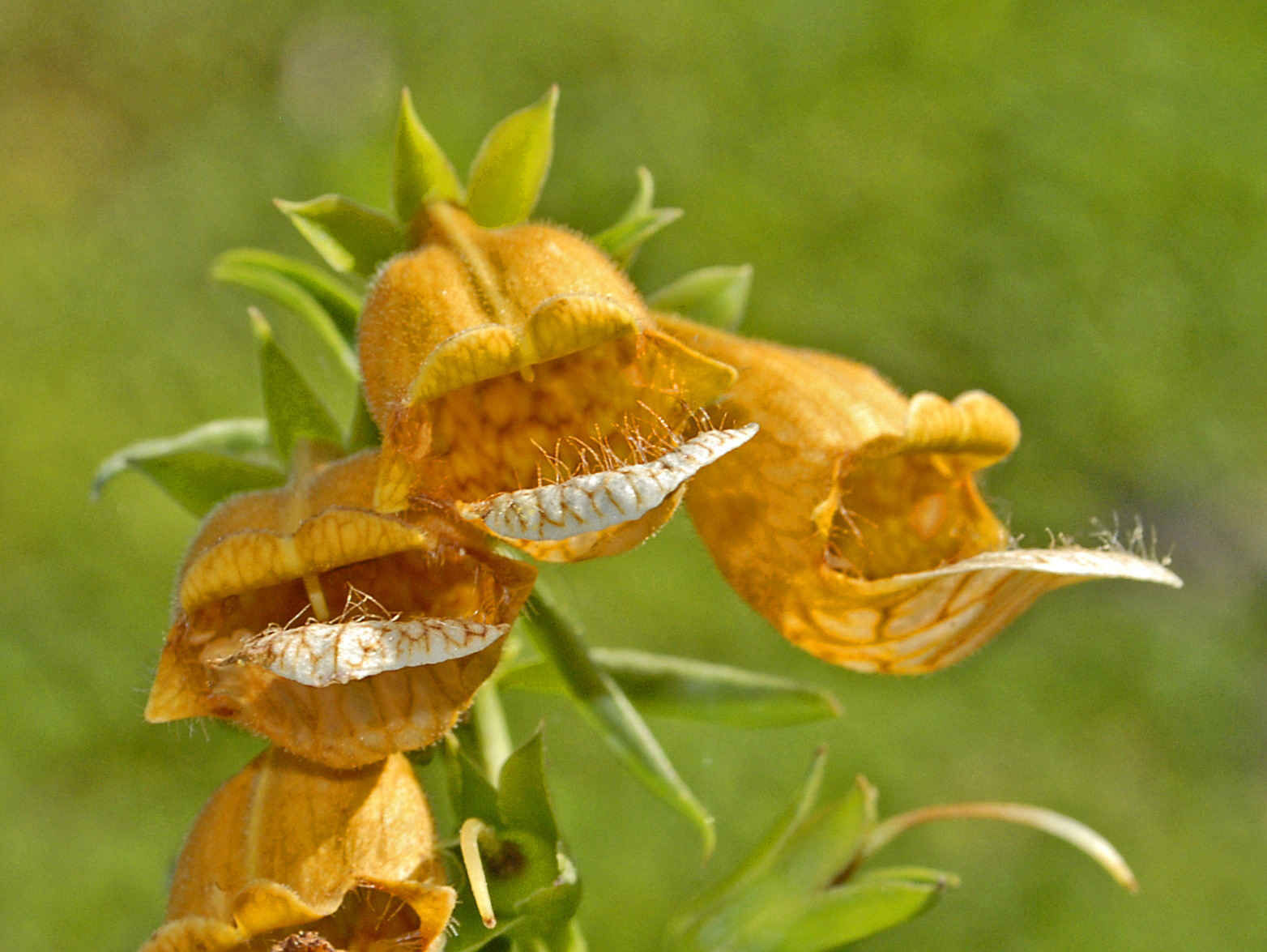Digitalis Laevigata - Grecian Foxglove seed orange yellow flowers