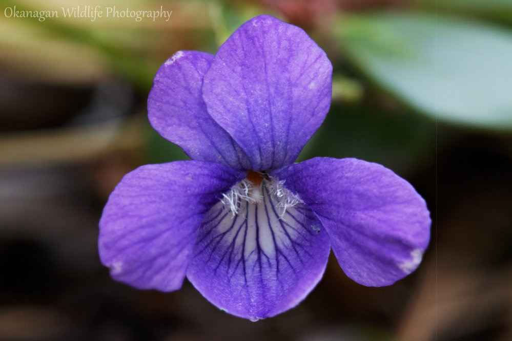 Viola Pedatifida
