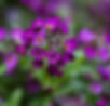Alyssum - Lobularia Maritima - Oriental Nights seed purple alyssum flowers