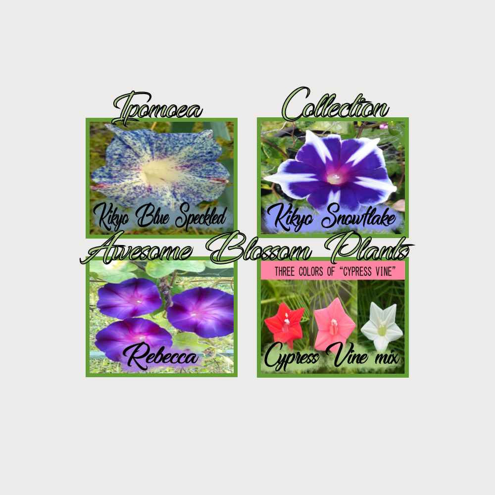 Pick a 4 Pack of Ipomoea seed
