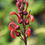 Thumbnail: Lobelia Tupa - Devil's Tobacco seed red flowers unique flowers