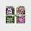 Thumbnail: Pick a 4 Pack of Penstemon seed