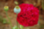 Thumbnail: Poppy Papaver Paeoniflorum Red Peony Poppy red poppy flowers